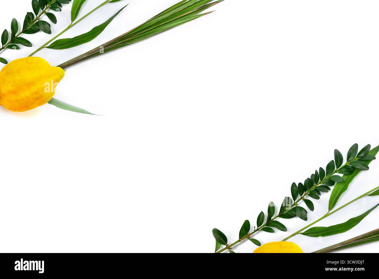 Vista dall'alto dei tradizionali simboli Sukkot delle festività ebraiche: Etrog (citrona), Lulav (ramo di palma), Hadas (mirto) e Arava (salice) disposti su un bianco Foto Stock