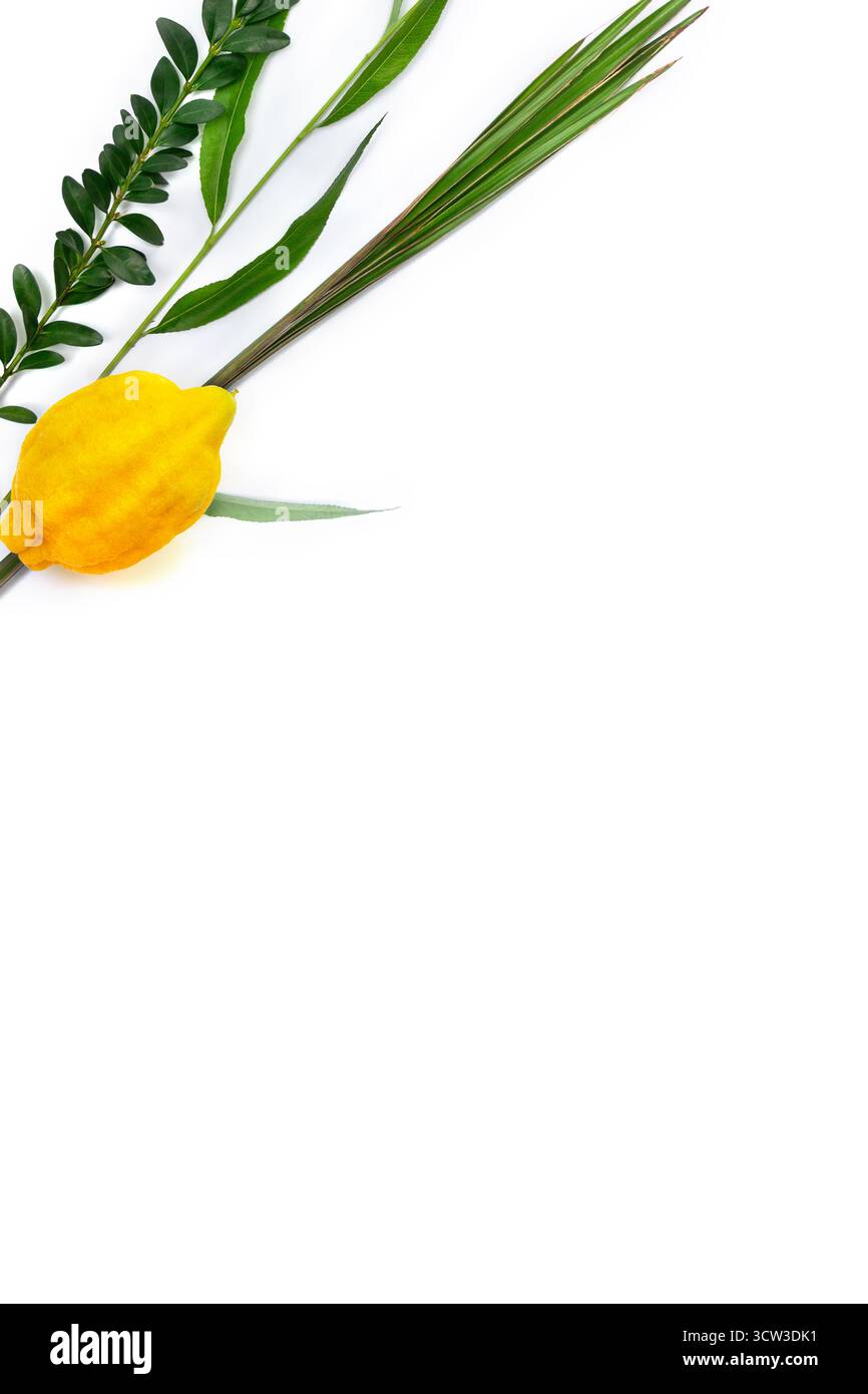 Vista dall'alto dei tradizionali simboli Sukkot delle festività ebraiche: Etrog (citrona), Lulav (ramo di palma), Hadas (mirto) e Arava (salice) disposti su un bianco Foto Stock