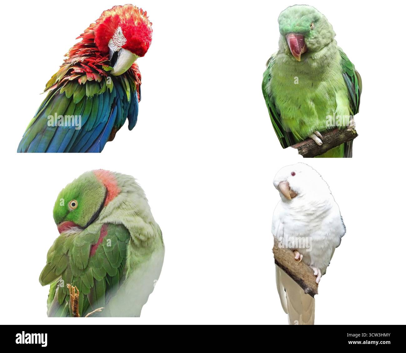 Collage con diverse specie di pappagalli: L'ara alata verde, il parrocchetto con anelli rosa, il parrocchetto di Alexandrine Foto Stock