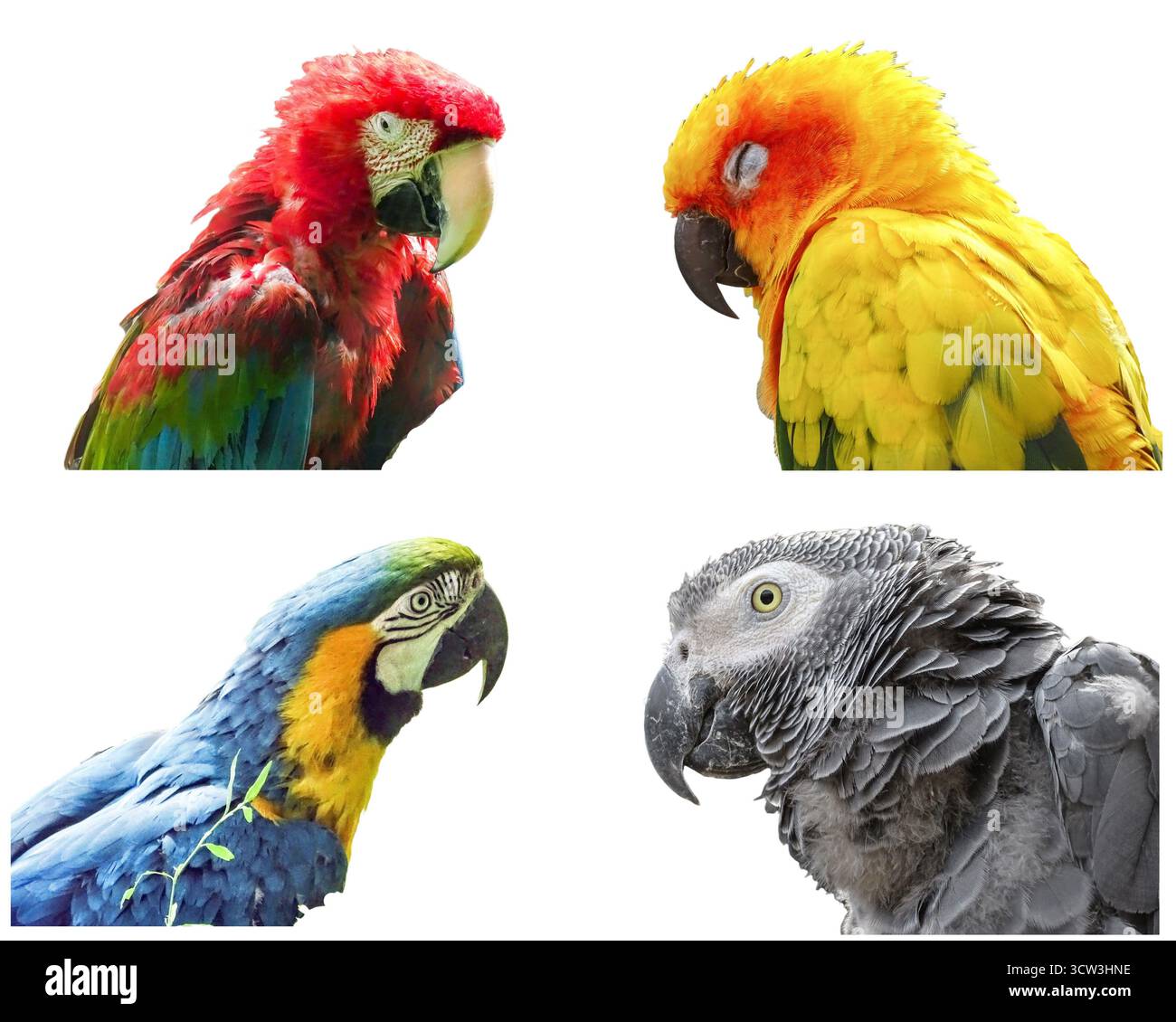 Collage con diverse specie di pappagalli: Pala alata verde, conura solare, pala blu e gialla, grigio africano Foto Stock