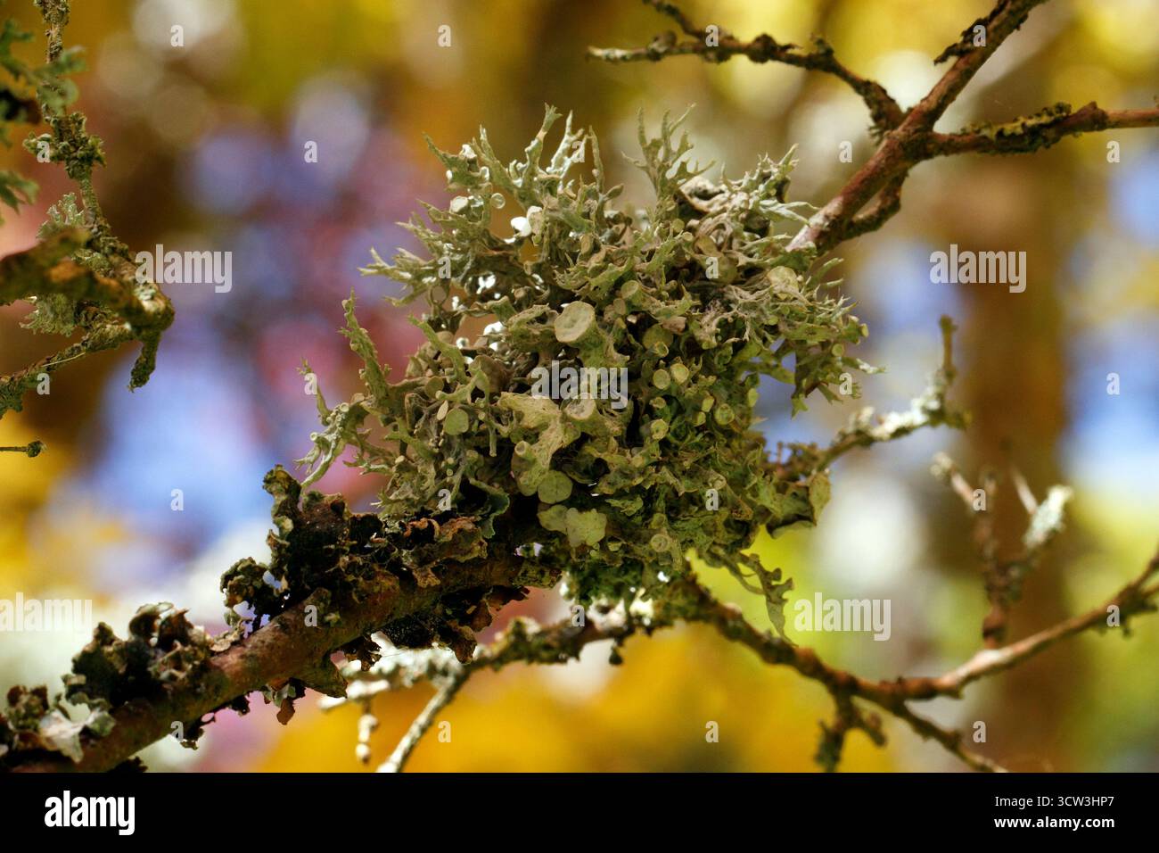 Ramalina Fastigiata, varietà Lichen, Foto Stock