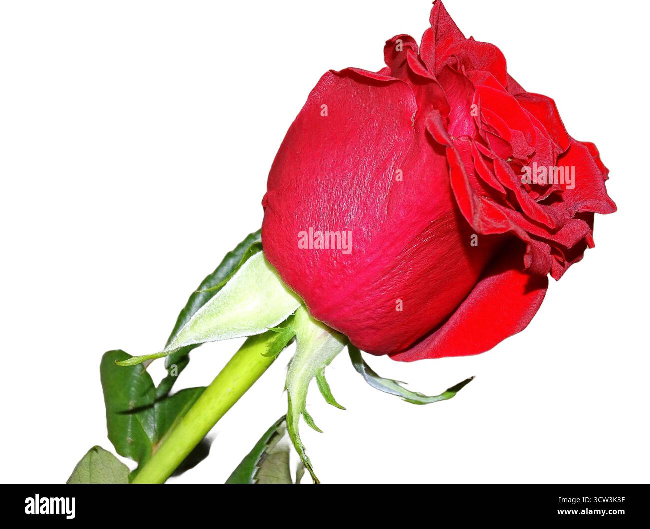 Red Rose isolati su sfondo bianco Foto Stock