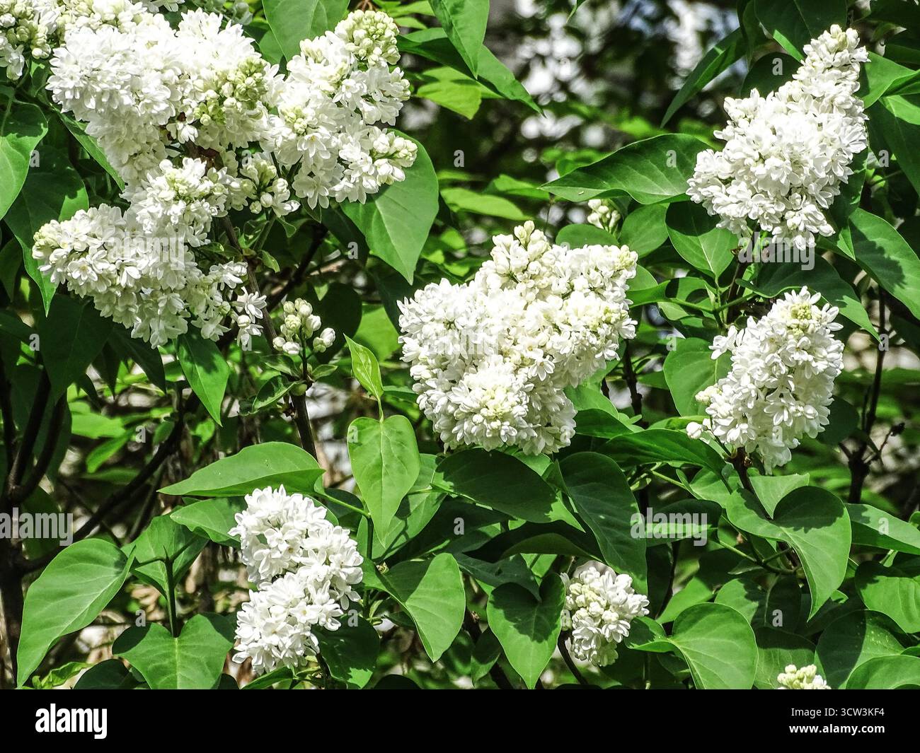Lilla comune bianca in primavera. Syylan vulgaris Foto Stock