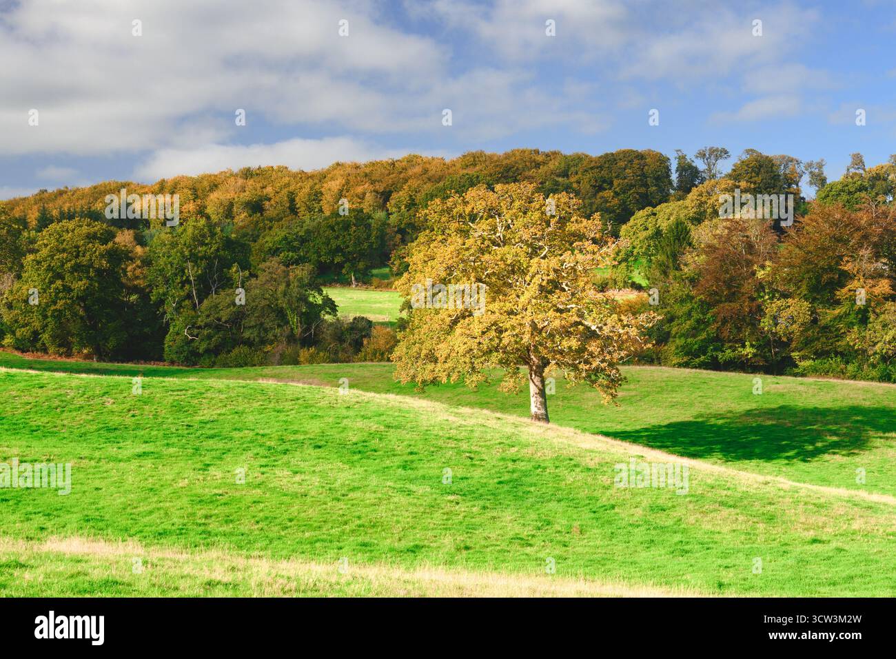 Monkton Wyld, Dorset, Regno Unito. 9 ottobre 2025. Meteo nel Regno Unito: Colori autunnali dorati nel piccolo borgo rurale di Monkton Wyld in un magnifico pomeriggio di ottobre. Crediti: Celia McMahon/Alamy Live News Foto Stock