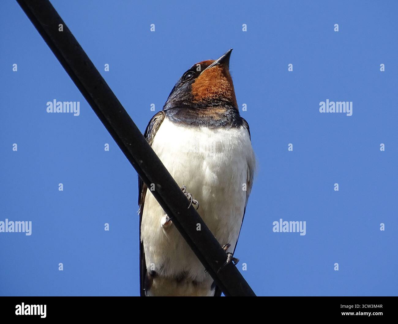 Uno swallow si trova su una linea elettrica nella contea di Maramures, Romania Foto Stock