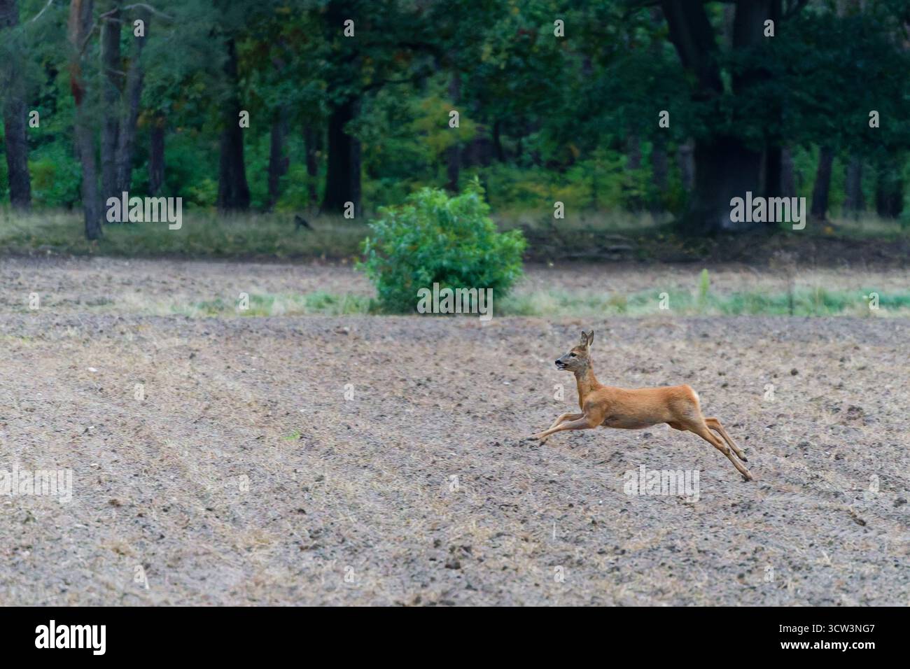 Cervo che corre attraverso un campo vicino alla foresta in autunno Foto Stock