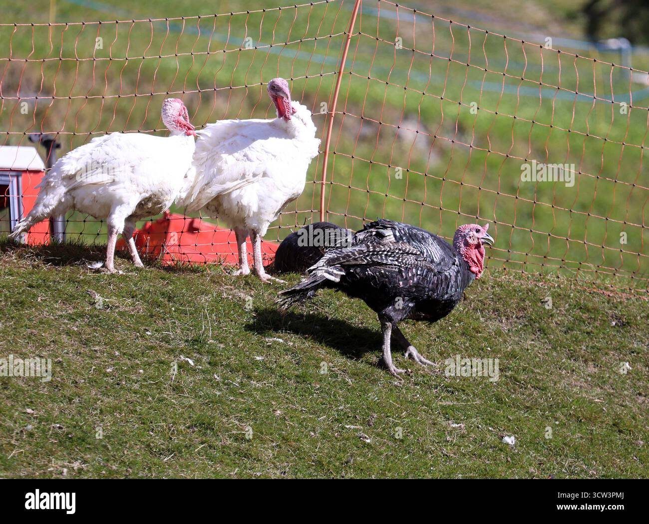 Hier der Bild zwei Pute, Puten und ein Truthahn, Tiere, Meleagris gallopavo, Truhthühner, *** qui l'immagine di due tacchini, tacchini e un tacchino, animali, Meleagris gallopavo, tacchini, Foto Stock