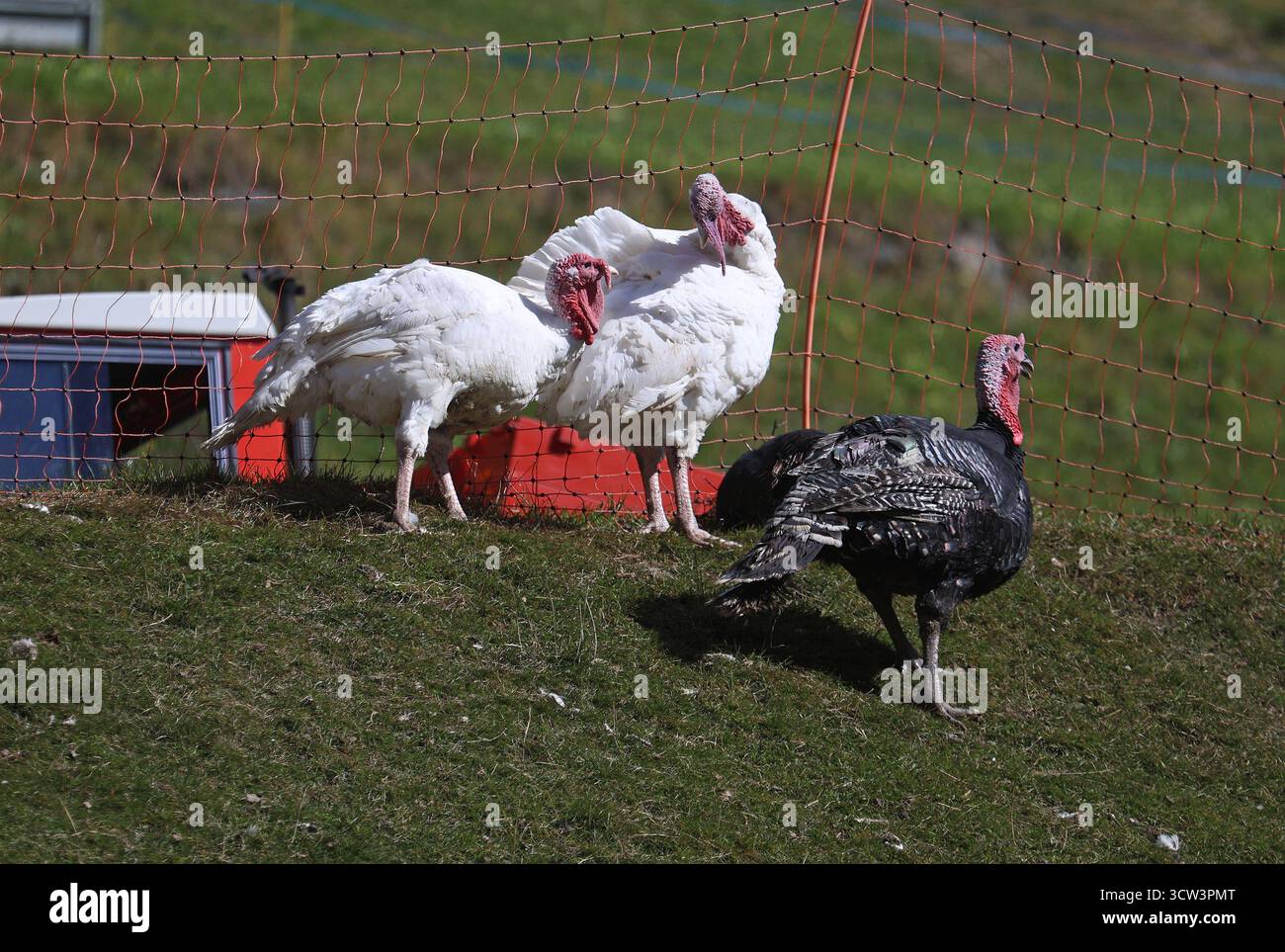 Hier der Bild zwei Pute, Puten und ein Truthahn, Tiere, Meleagris gallopavo, Truhthühner, *** qui l'immagine di due tacchini, tacchini e un tacchino, animali, Meleagris gallopavo, tacchini, Foto Stock