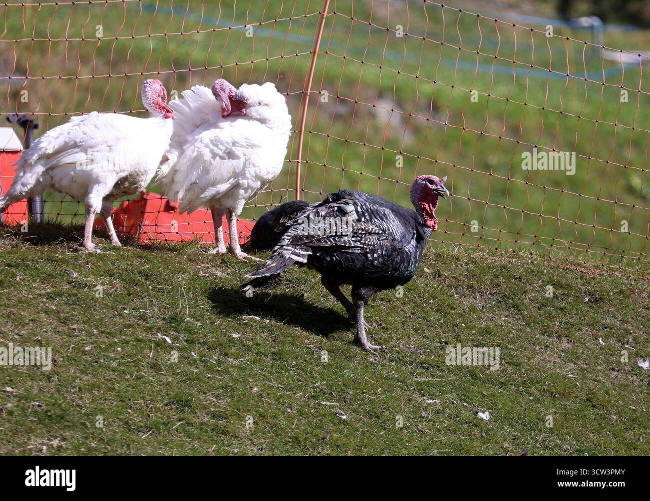 Hier der Bild zwei Pute, Puten und ein Truthahn, Tiere, Meleagris gallopavo, Truhthühner, *** qui l'immagine di due tacchini, tacchini e un tacchino, animali, Meleagris gallopavo, tacchini, Foto Stock