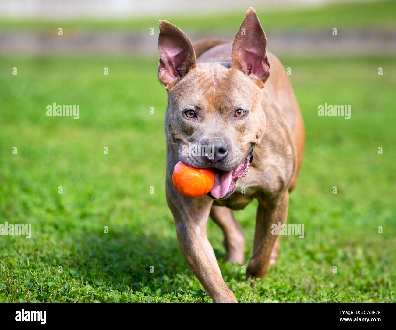 Un cane di razza mista Pit Bull Terrier che tiene una palla in bocca e cammina verso la telecamera Foto Stock