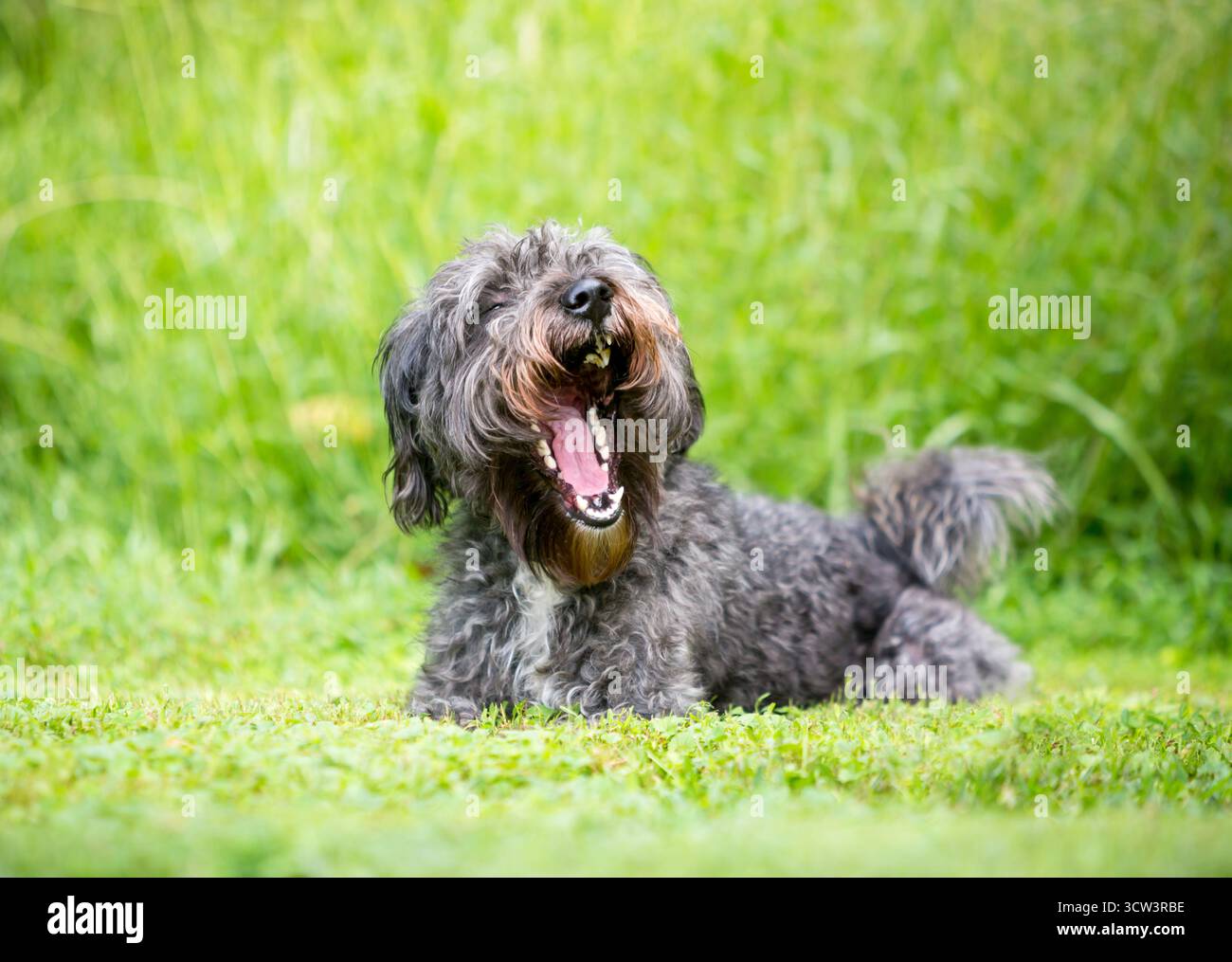 Un cane grigio di razza mista Poodle che giace nell'erba e sbadiglia Foto Stock