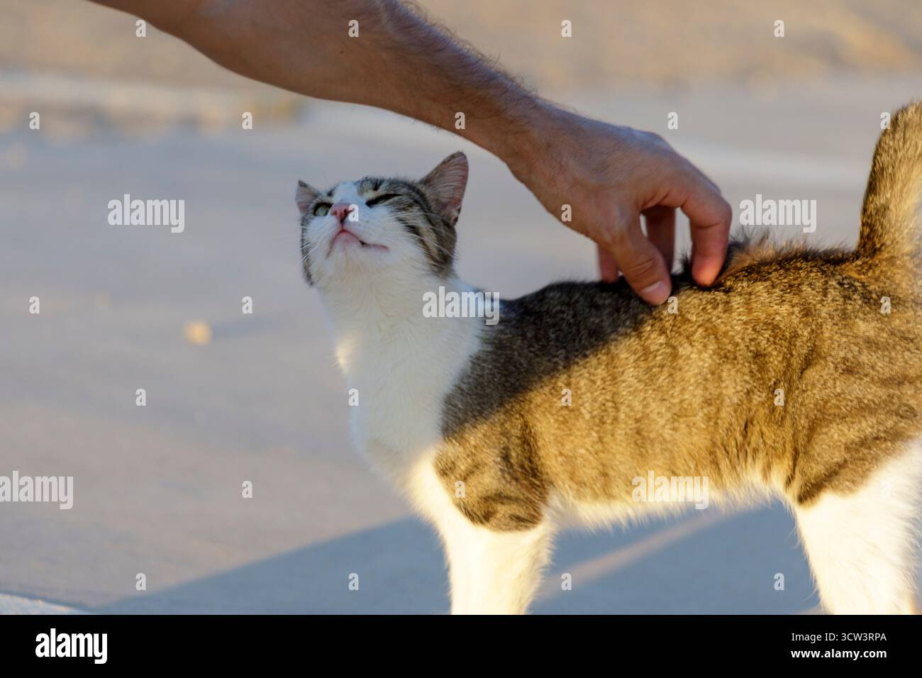 Gatti di una colonia felina in Spagna Foto Stock