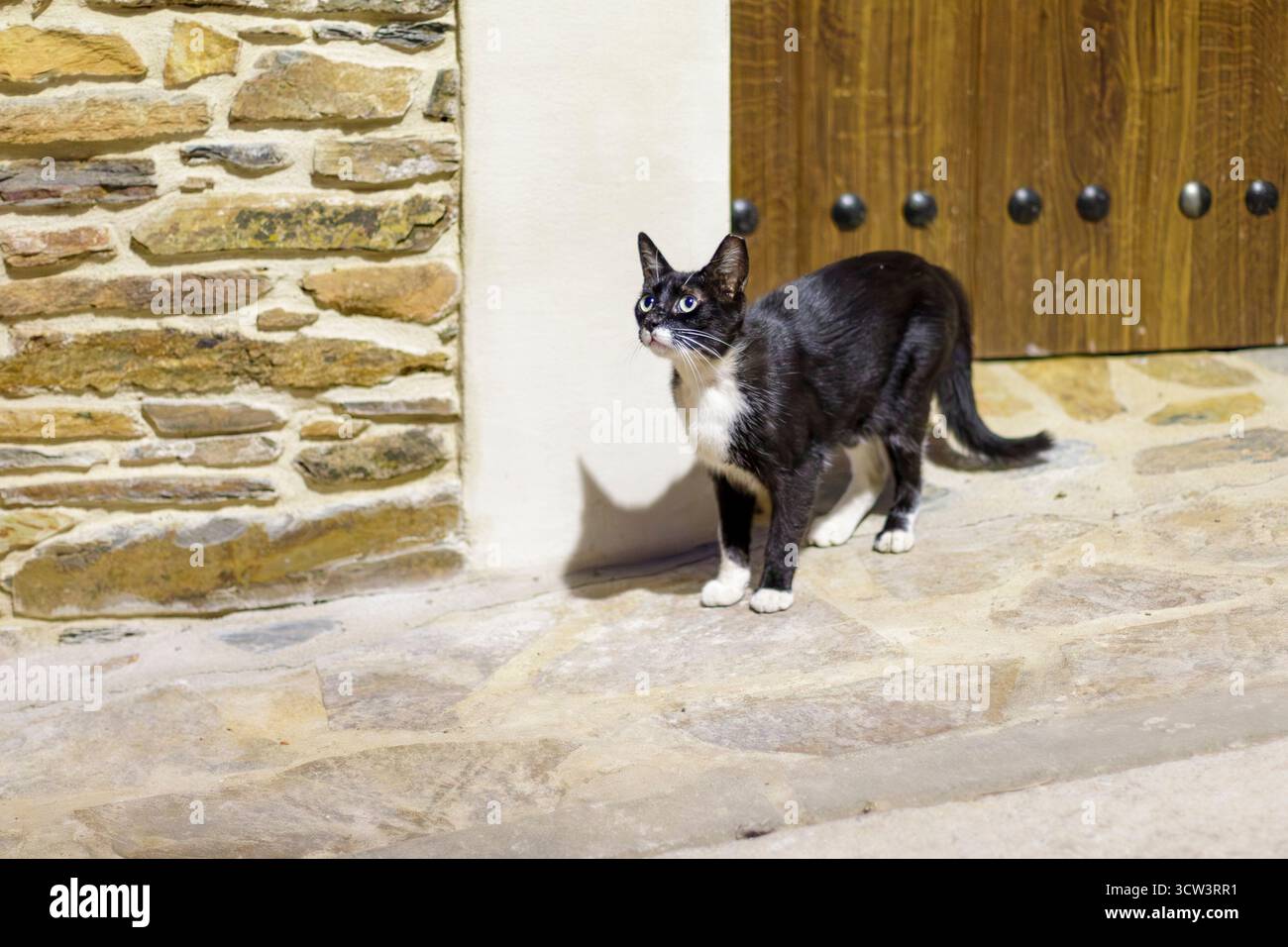 Gatti di una colonia felina in Spagna Foto Stock
