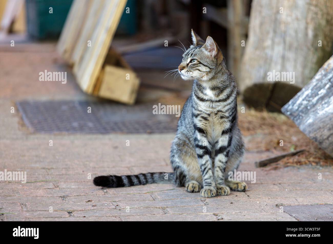 Gatti di una colonia felina in Spagna Foto Stock