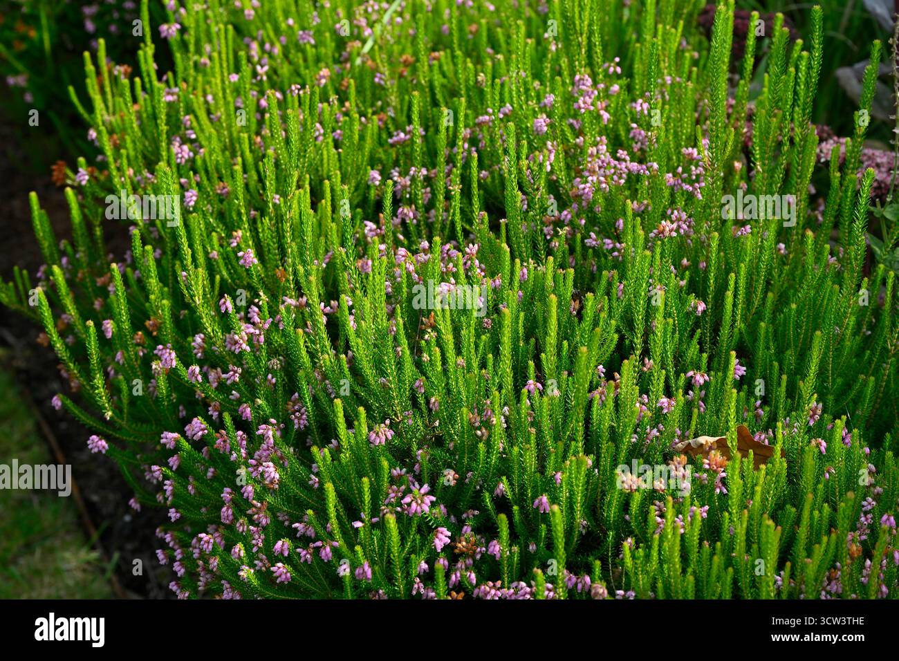 Fiori autunnali rosa pallido e verde vegetale fresco di erica o Cornovaglia, Erica vagans UK Garden settembre Foto Stock