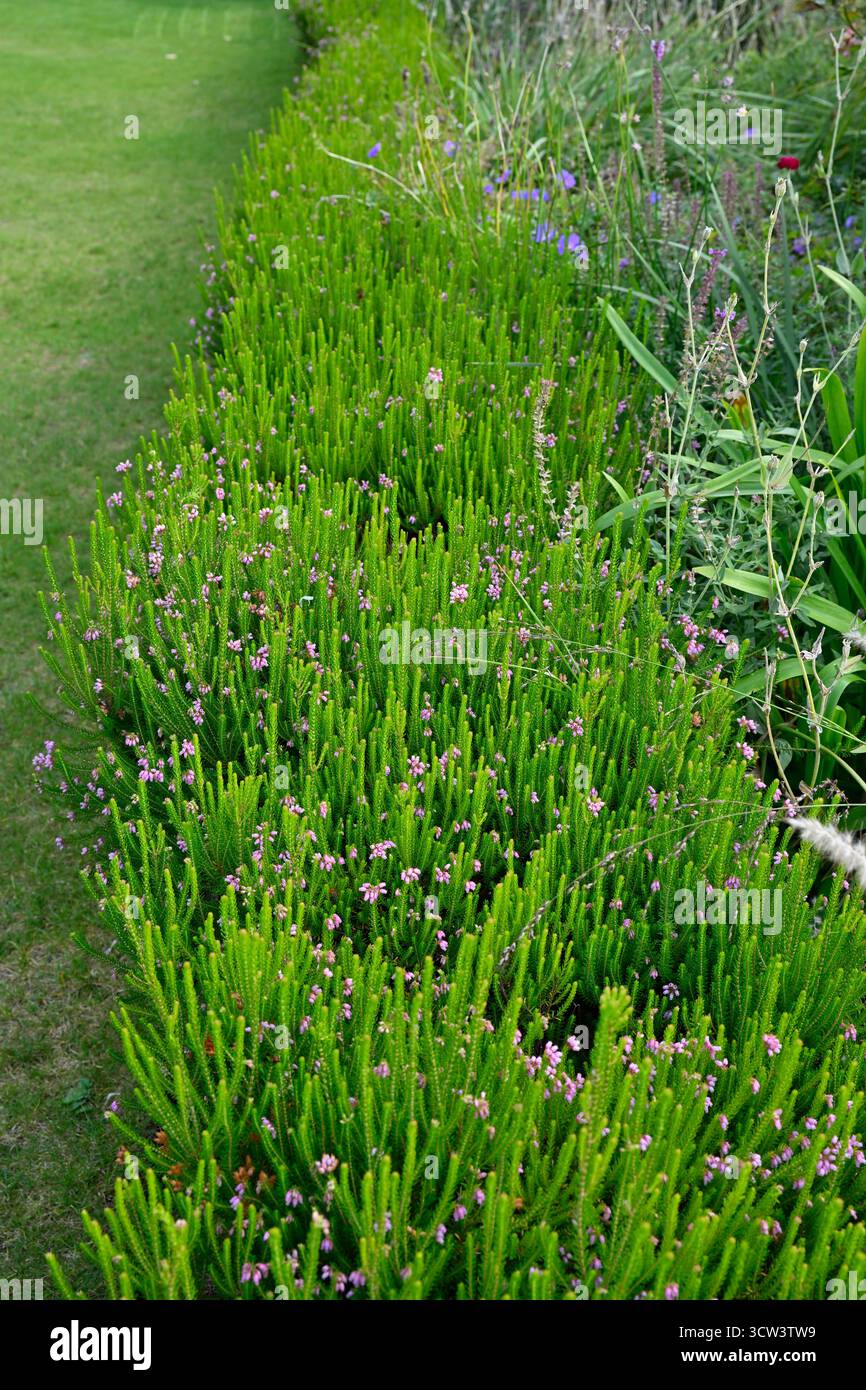Fiori autunnali rosa pallido e verde vegetale fresco di erica o Cornovaglia, Erica vagans UK Garden settembre Foto Stock