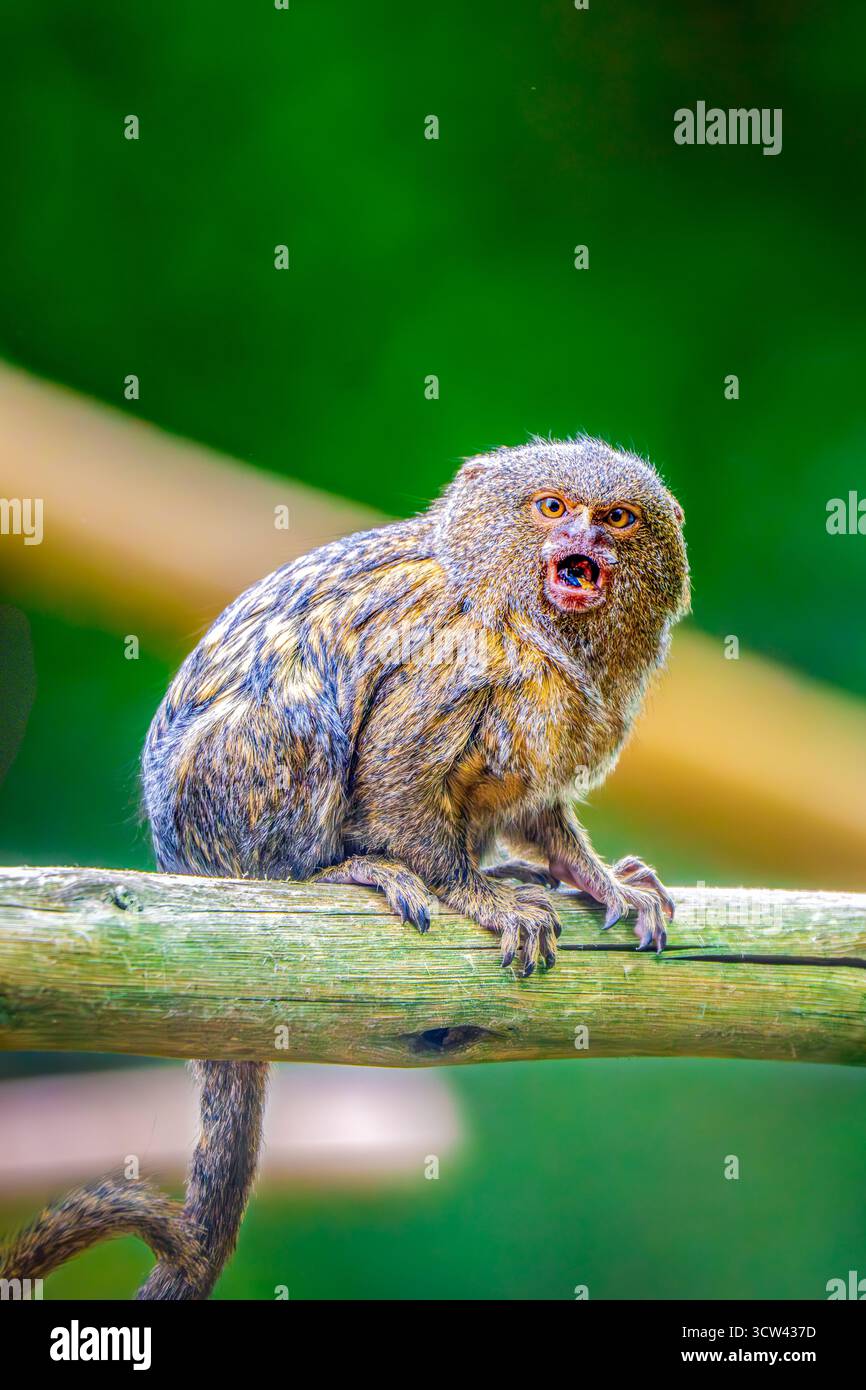 Primo piano di un curioso marmoset pigmeo seduto su un ramo di legno nel suo habitat naturale Foto Stock