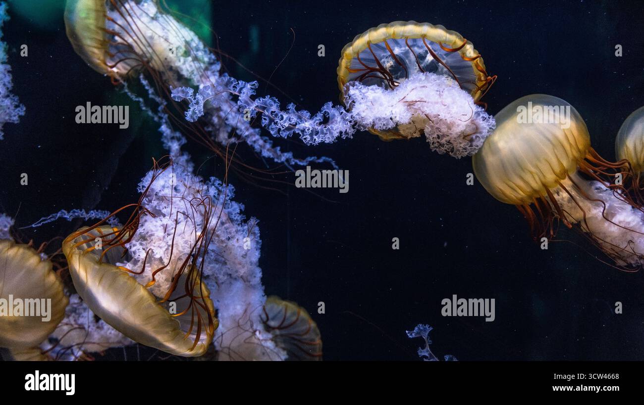 Primo piano di meduse scintillanti che galleggiano in acque blu profonde in un acquario Foto Stock