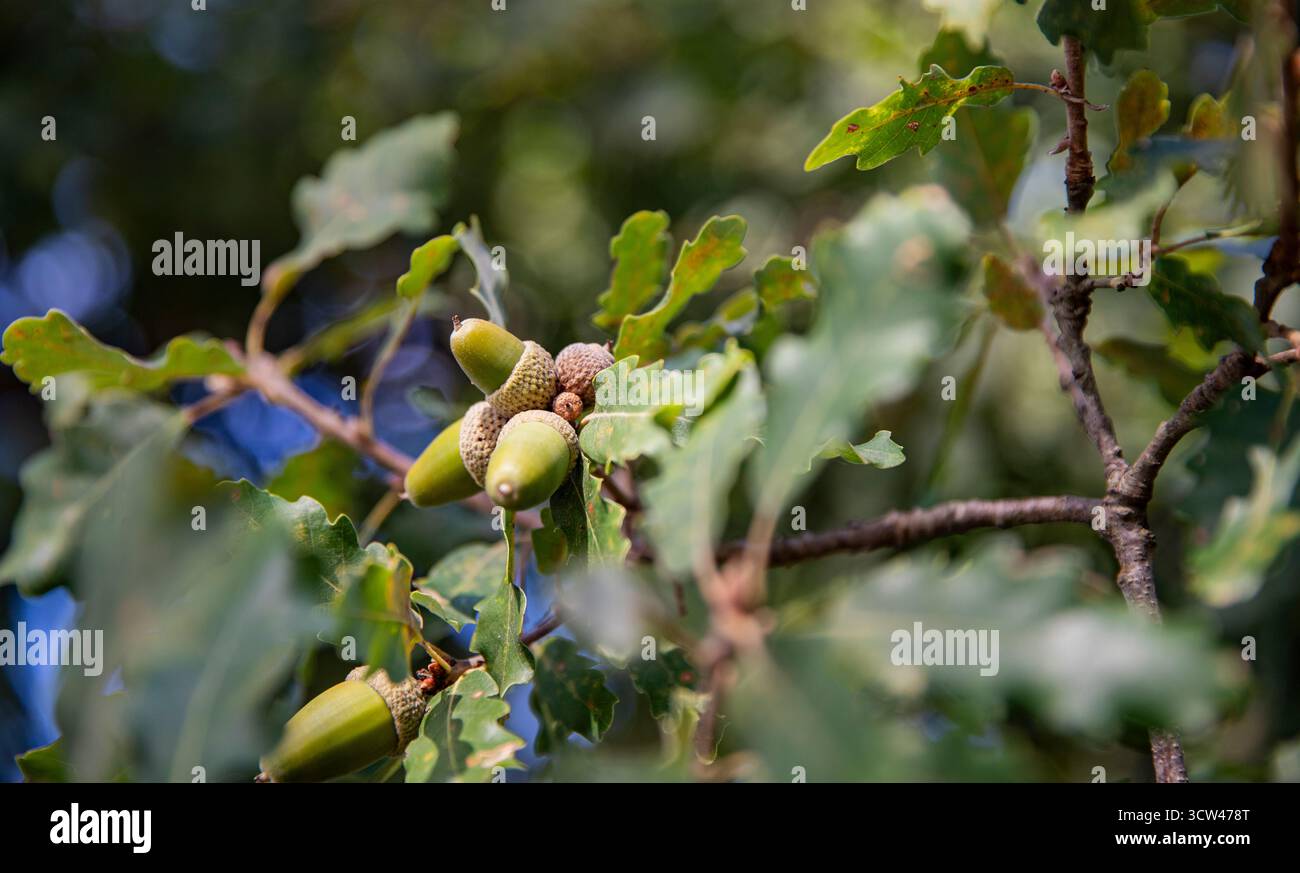 Regali nella foresta, composizione naturale con ghiande verdi e atmosfera autunnale nella foresta Foto Stock