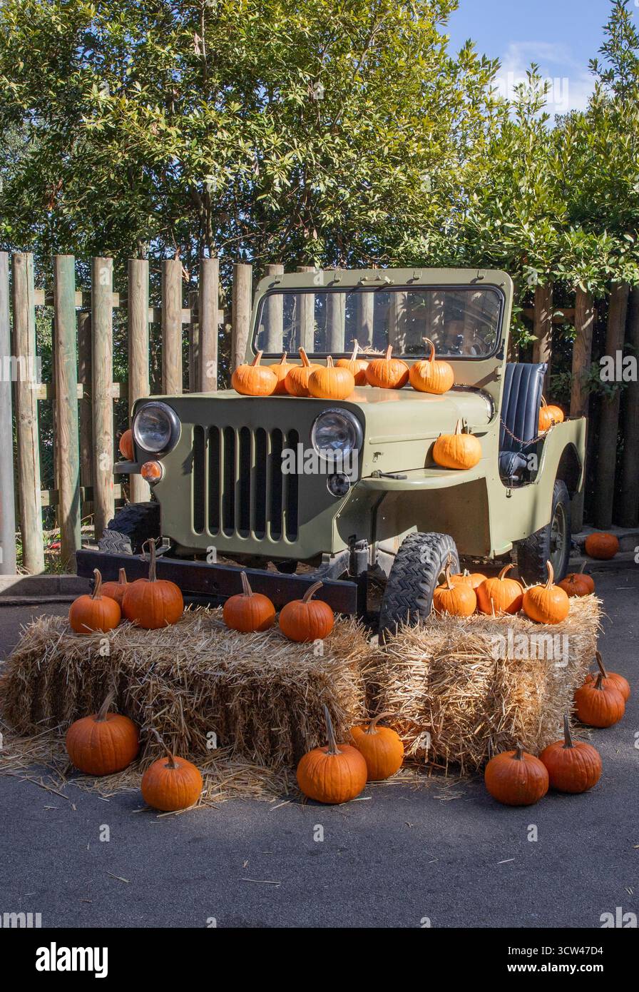 Una Jeep militare d'epoca decorata con zucche e balle di fieno per un festival autunnale Foto Stock