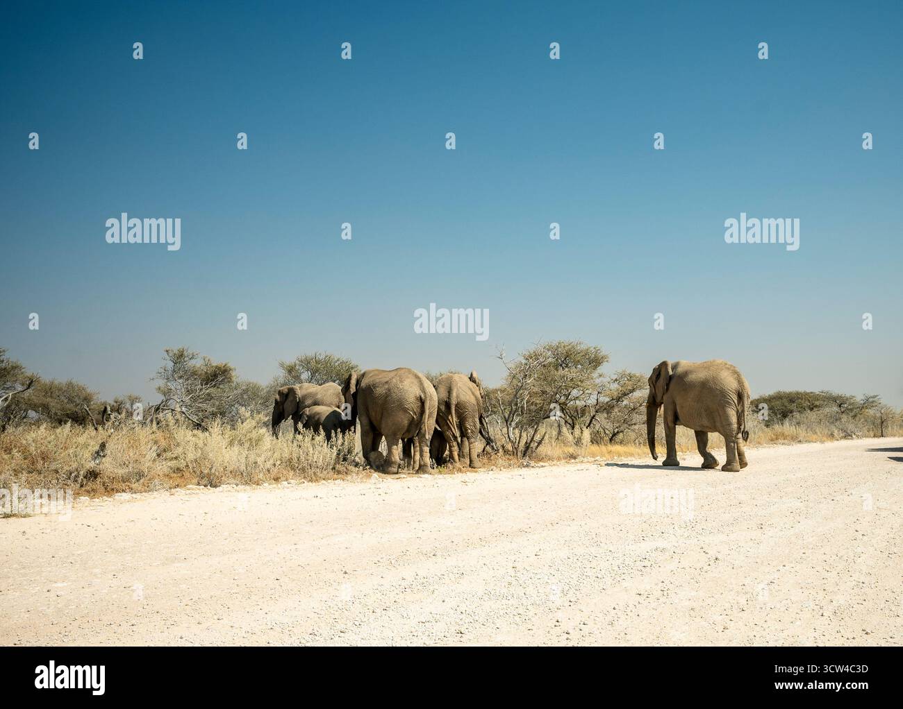 Elefanti che camminano vicino a una strada sterrata in Namibia, un'esperienza unica di safari con incontri ravvicinati con la fauna selvatica nella natura selvaggia africana. Foto Stock