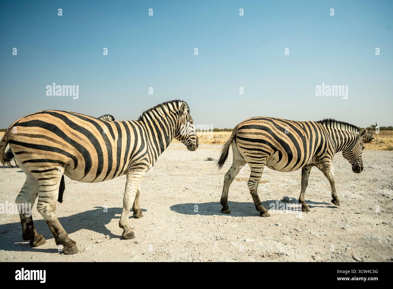 Zebre che camminano vicino a una strada sterrata in Namibia, un'incredibile esperienza di safari con incontri ravvicinati con la fauna selvatica nella natura selvaggia africana. Foto Stock