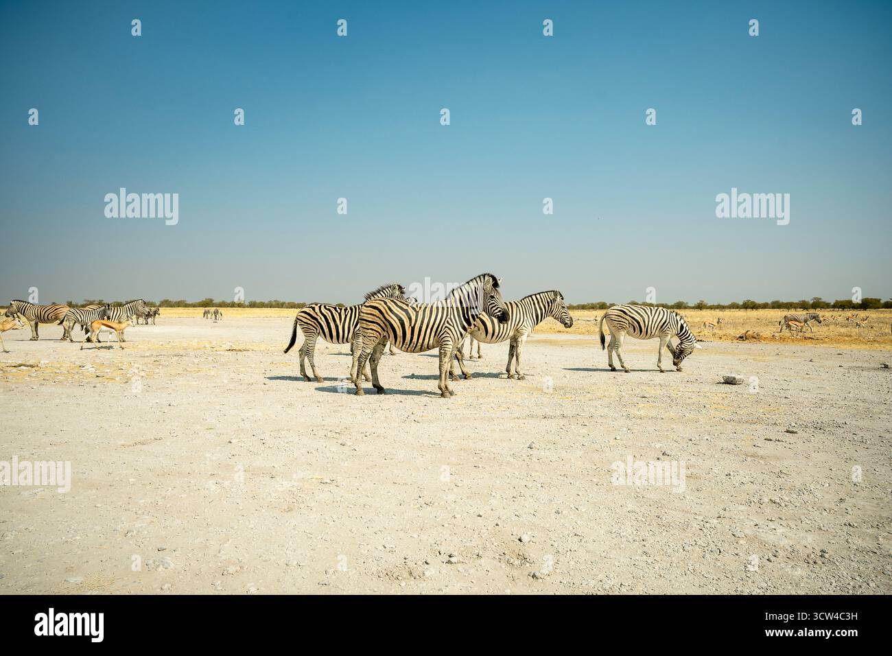 Zebre che camminano vicino a una strada sterrata in Namibia, un'incredibile esperienza di safari con incontri ravvicinati con la fauna selvatica nella natura selvaggia africana. Foto Stock
