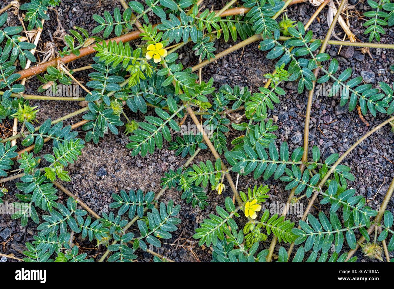 Fiori gialli della vite a puntura invasiva (Tribulus terrestris), Oregon centrale, Stati Uniti Foto Stock