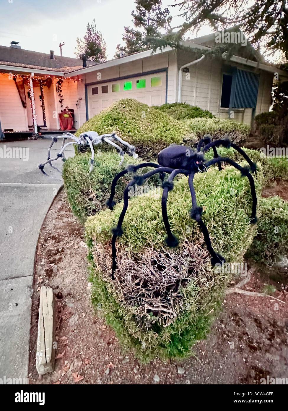 Decorazioni di Halloween del ragno gigante su cespugli al Twilight Foto Stock