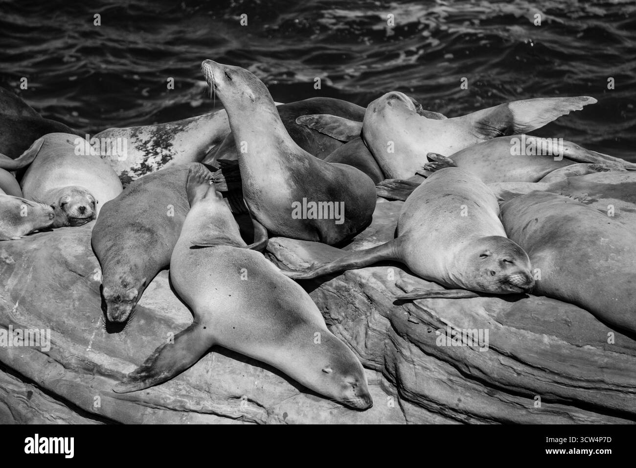 Un gruppo di foche si rilassa su una costa rocciosa, godendosi il calore del sole. Le onde oceaniche si infrangono dolcemente nelle vicinanze, creando una tranquilla scena costiera. Foto Stock