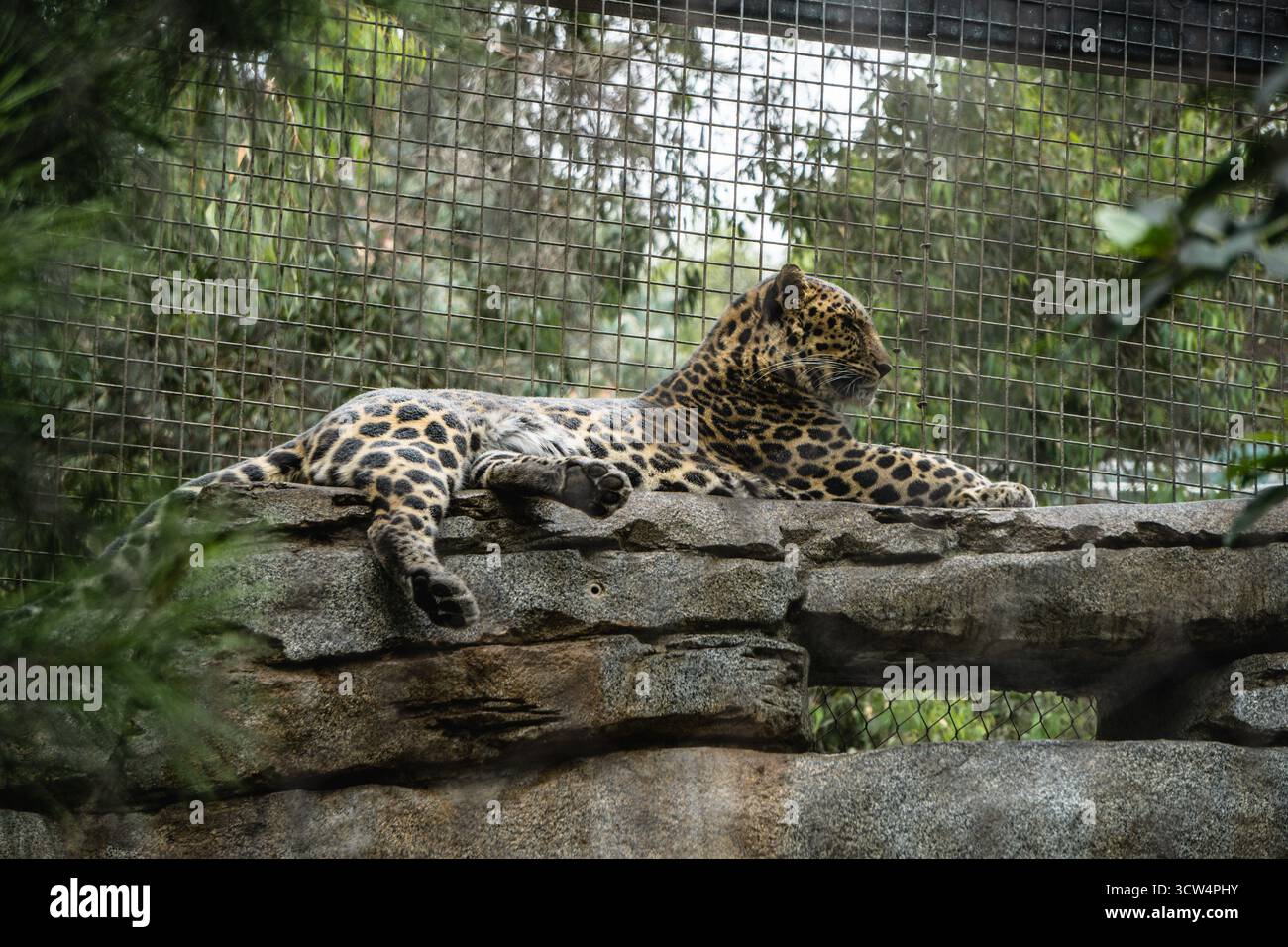 Una jaguar poggia comodamente su una sporgenza in pietra all'interno di uno zoo circondato da una vegetazione lussureggiante. L'animale sembra calmo e contento. Foto Stock