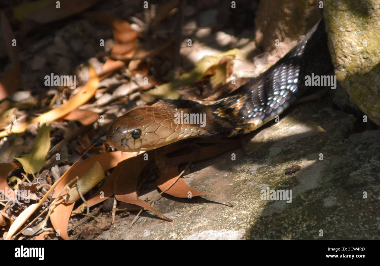 Un cobra cinese (Naja Atra) in un parco a Sanya Foto Stock