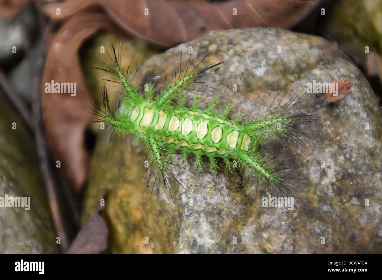 bruco di ortica pungente verde brillante e giallo, bruco di lumache gigante (Phocoderma velutina, Limacodidae) a Zhangjiajie in Cina Foto Stock