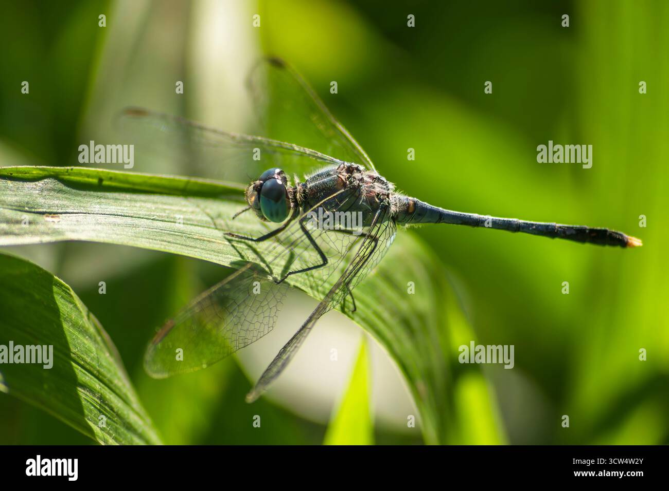 Primo piano di Diplacodes trivialis a forma di libellula appoggiata su una foglia verde che si concentra sulla testa e sulla schiena pelosa. Foto Stock