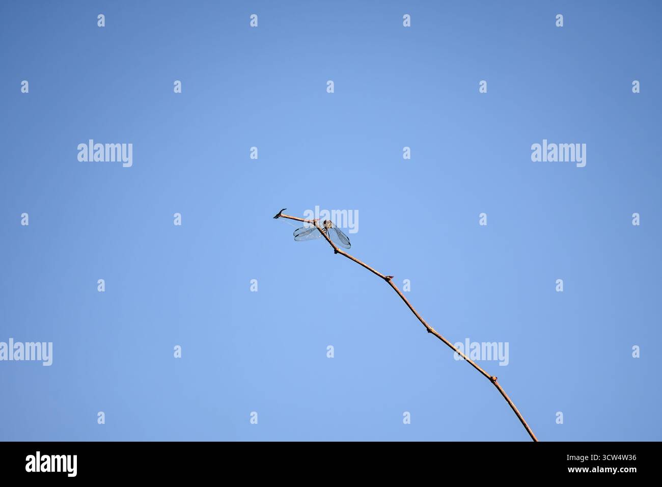 Dragonfly Diplacodes trivialis appollaiato su un ramoscello asciutto dalla vista frontale, mostrando piccoli dettagli della testa e delle ali. Foto Stock