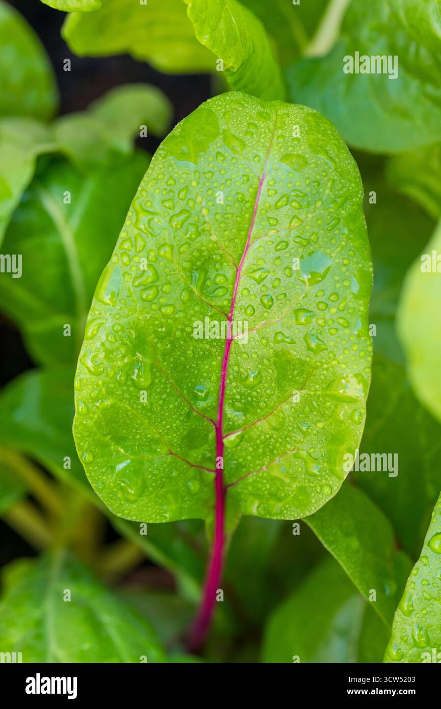 Arcobaleno svizzero biologico sano che cresce in un giardino Foto Stock