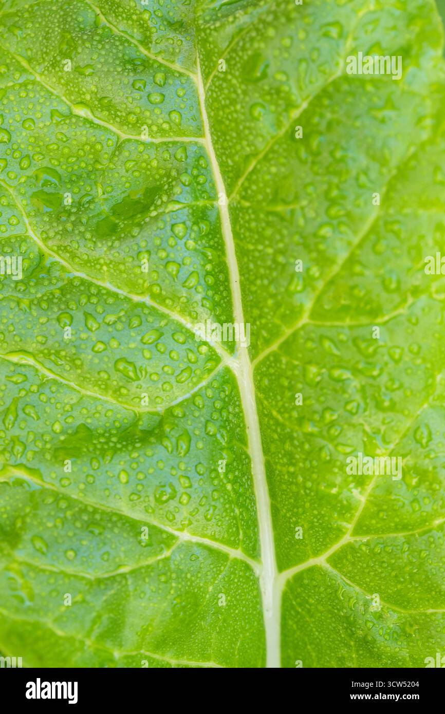 Arcobaleno svizzero biologico sano che cresce in un giardino Foto Stock