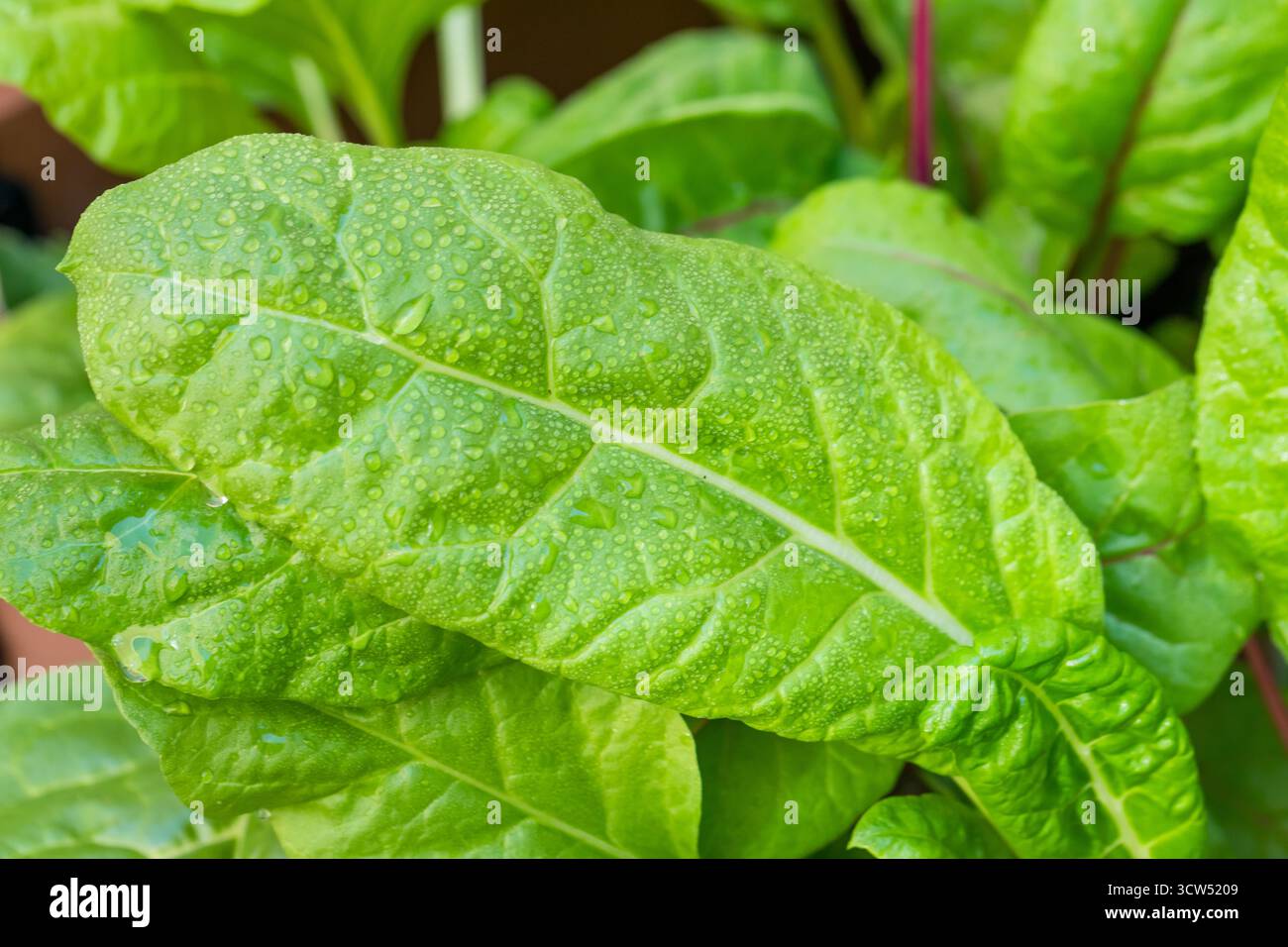 Arcobaleno svizzero biologico sano che cresce in un giardino Foto Stock