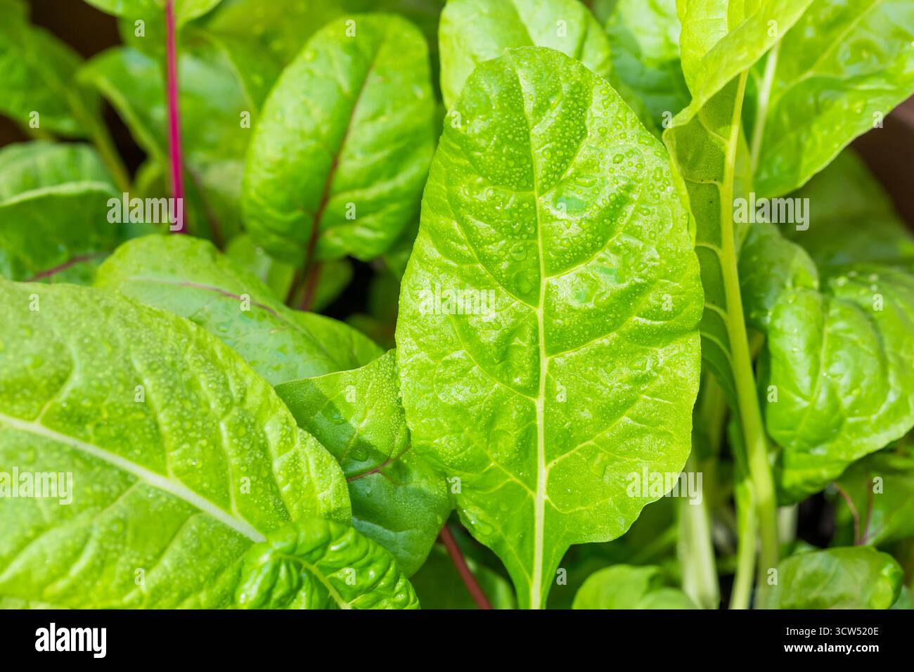 Arcobaleno svizzero biologico sano che cresce in un giardino Foto Stock