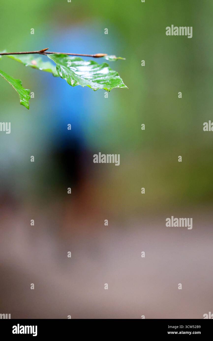 Foglia a fuoco con persona sfocata sullo sfondo Foto Stock