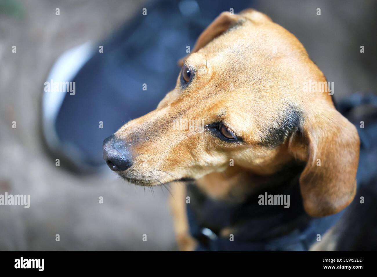 Primo piano di un cane marrone e nero che guarda di lato Foto Stock