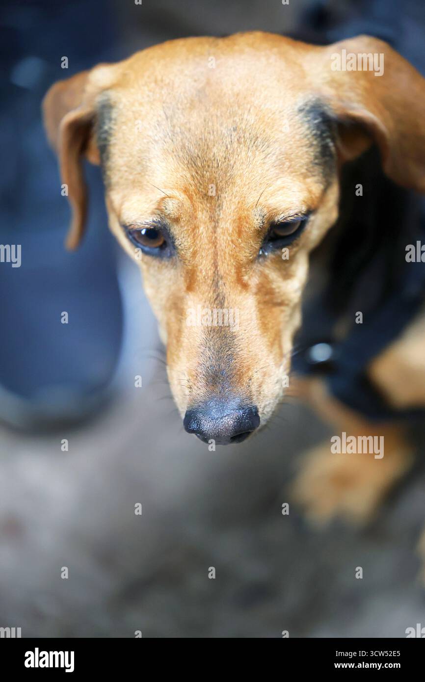 Primo piano di un cane marrone e nero che guarda di lato Foto Stock