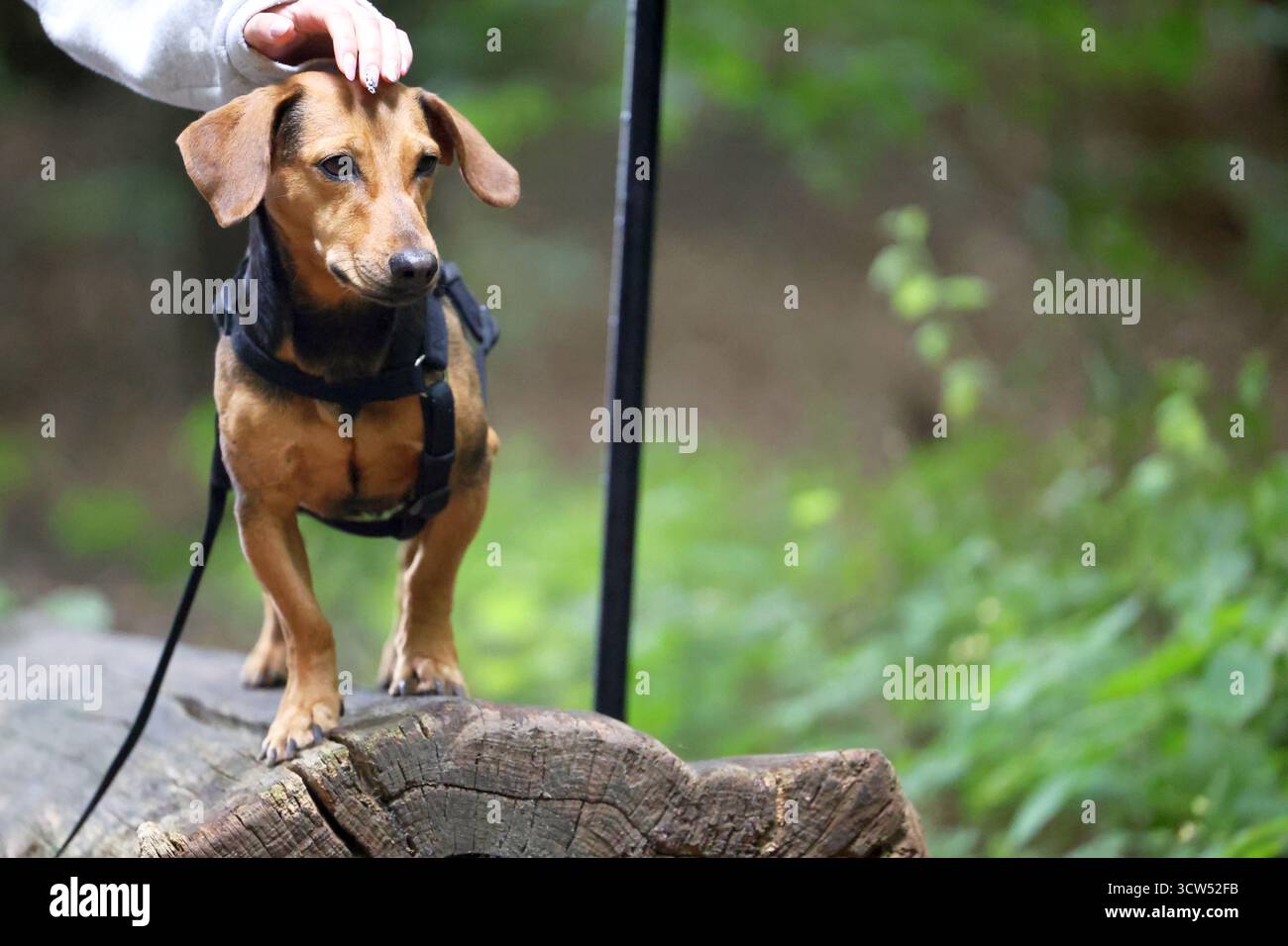 Un'area di dachshund felice che viene perseguita nel parco mentre si trova su un tronco di legno. Foto Stock