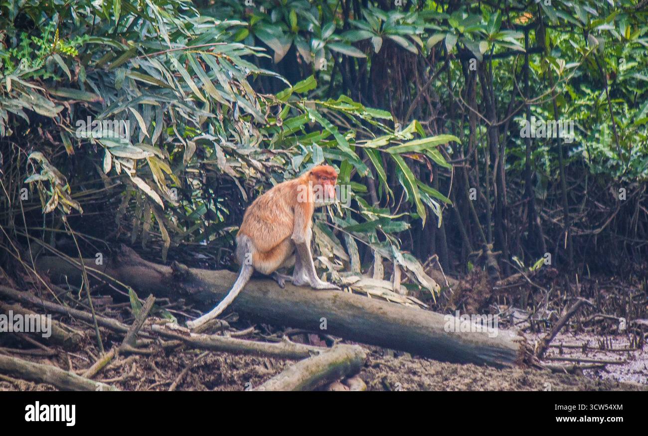 Probuscis scimmia nella giungla vicino alla capitale del Brunei, Bandar seri Begawan Foto Stock