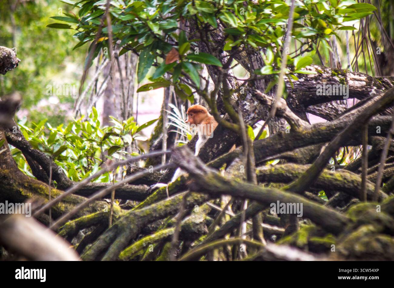 Probuscis scimmia nella giungla vicino alla capitale del Brunei, Bandar seri Begawan Foto Stock