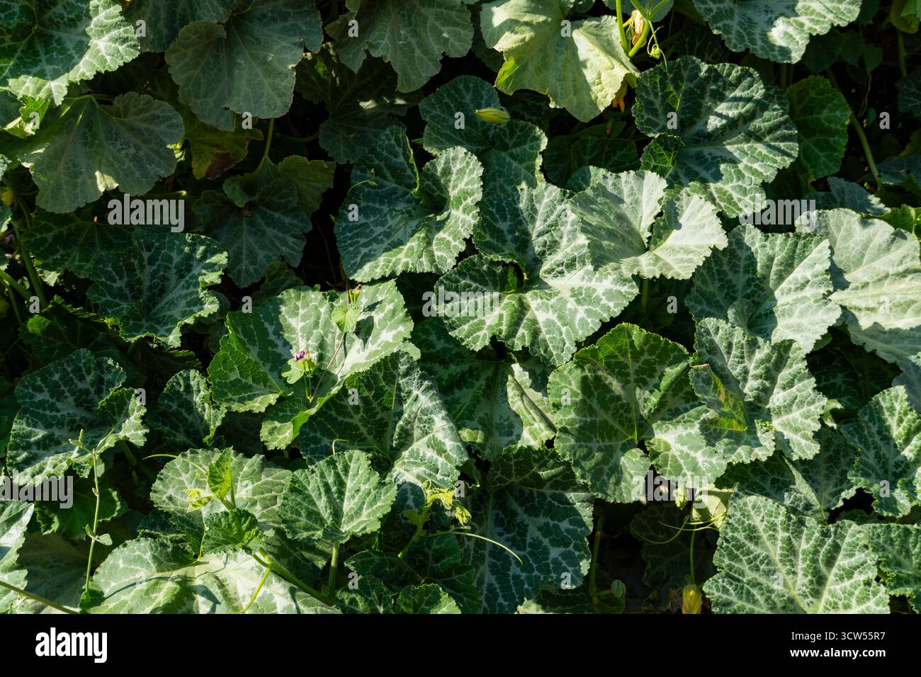 Foglie verdi fresche che coprono il terreno, texture e sfondo naturali per design, concetto ecologico e tema naturale Foto Stock