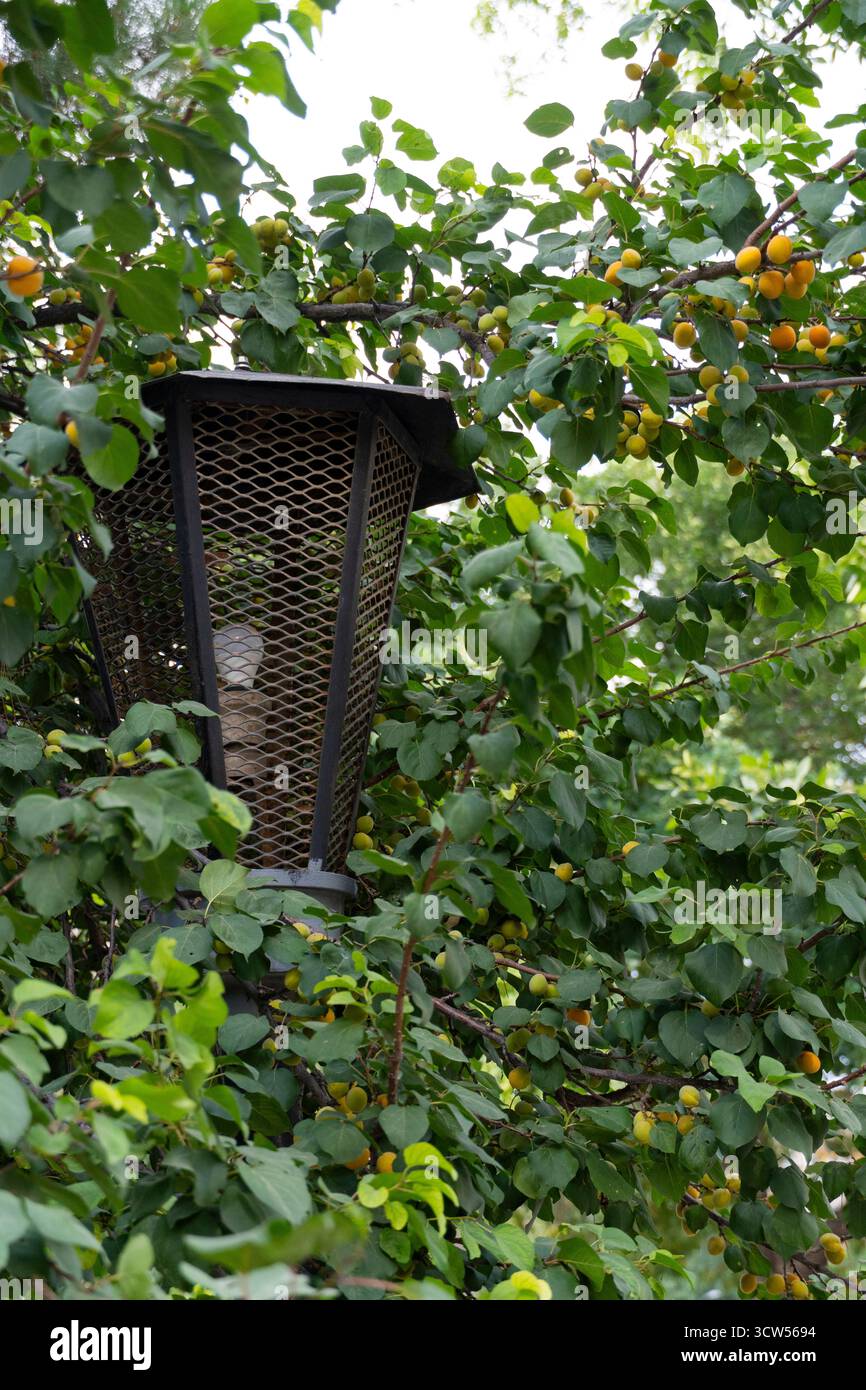Una rustica lanterna in metallo annidata tra lussureggianti foglie verdi e frutti gialli maturi, evocando una tranquilla atmosfera di campagna Foto Stock