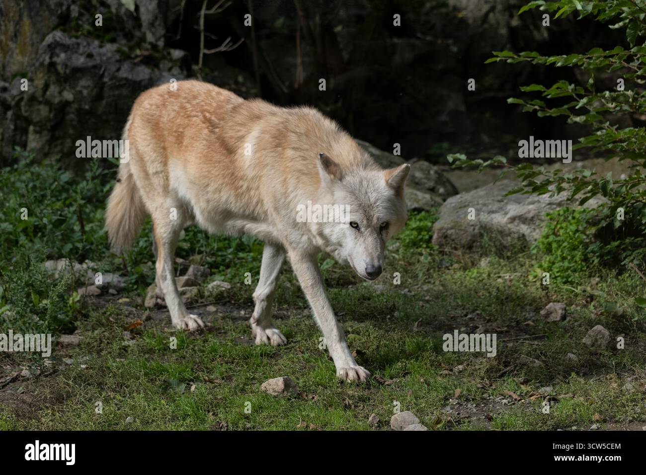 Lupo nordoccidentale (Canis lupus occidentalis) - lupo della valle di Mackenzie, lupo di legno dell'Alaska o canadese, canino della famiglia Canidae, originario dell'ovest Foto Stock