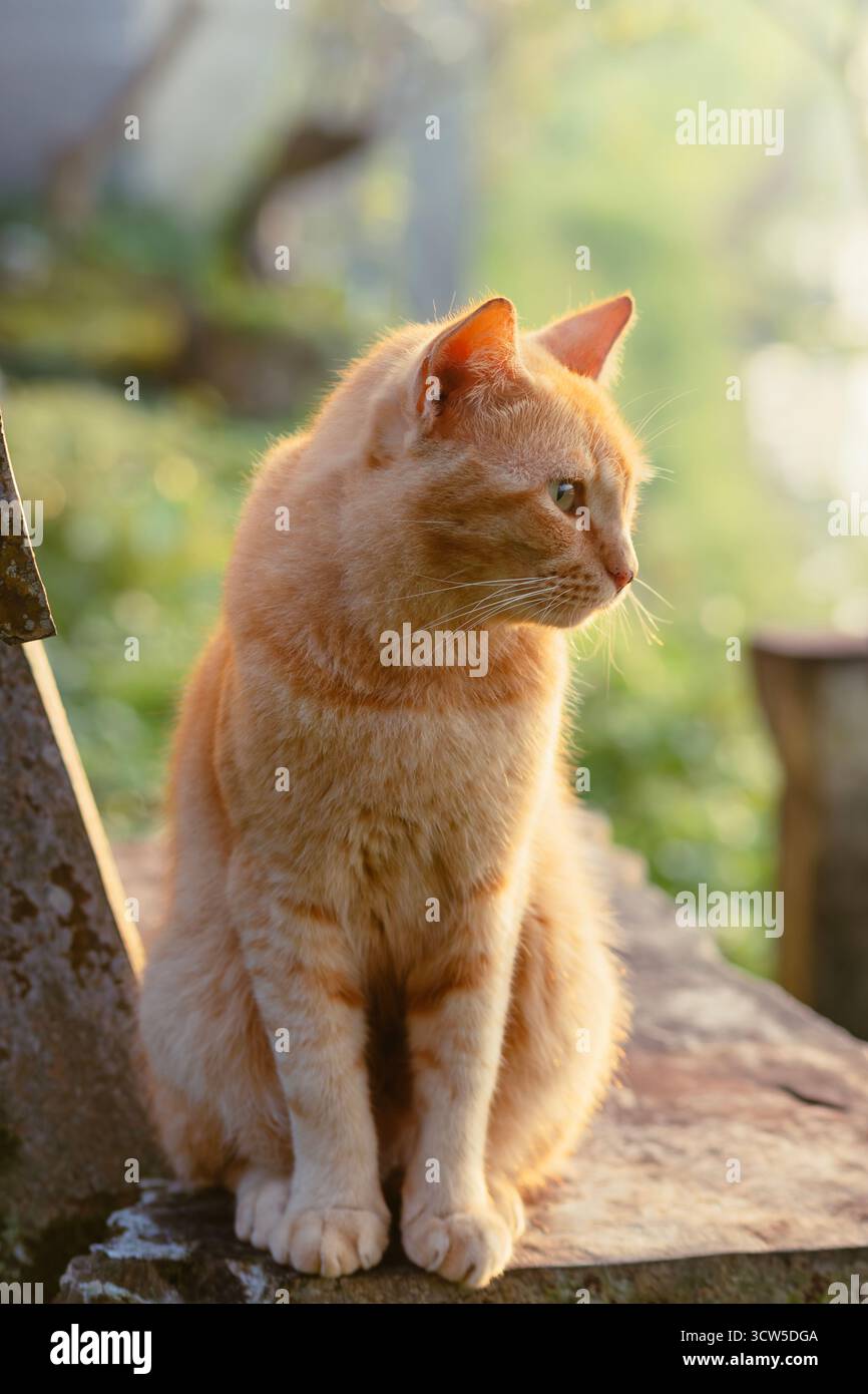 Il gatto arancione si erge su una sedia di legno sotto la luce del mattino a creare un'atmosfera morbida e paradisiaca. Foto Stock