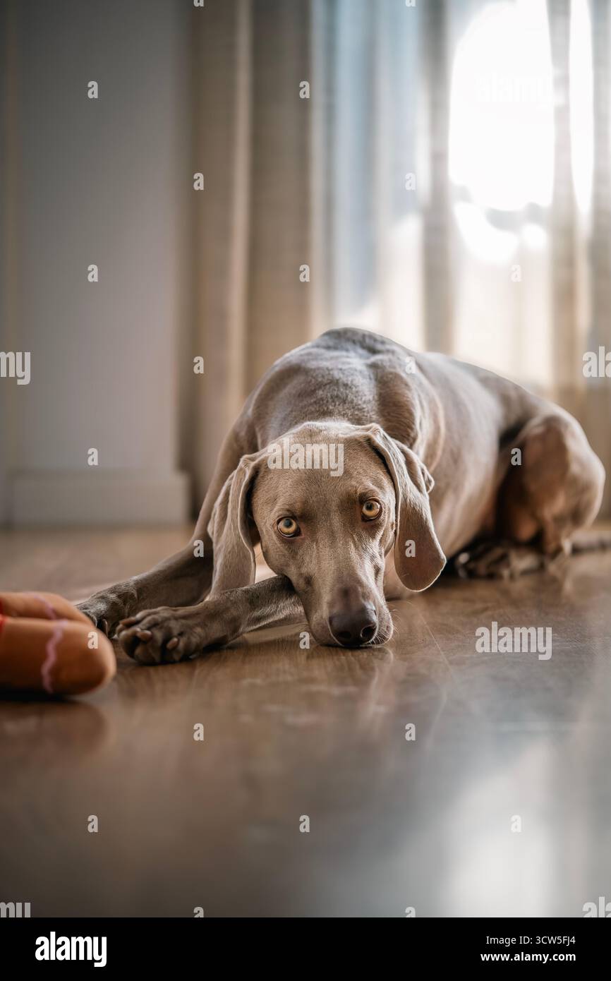 Ritratto ravvicinato di un elegante cane Weimaraner steso su un pavimento di legno all'interno con un giocattolo nelle vicinanze, che guarda con attenzione la fotocamera Foto Stock